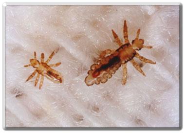 adult head lice #11